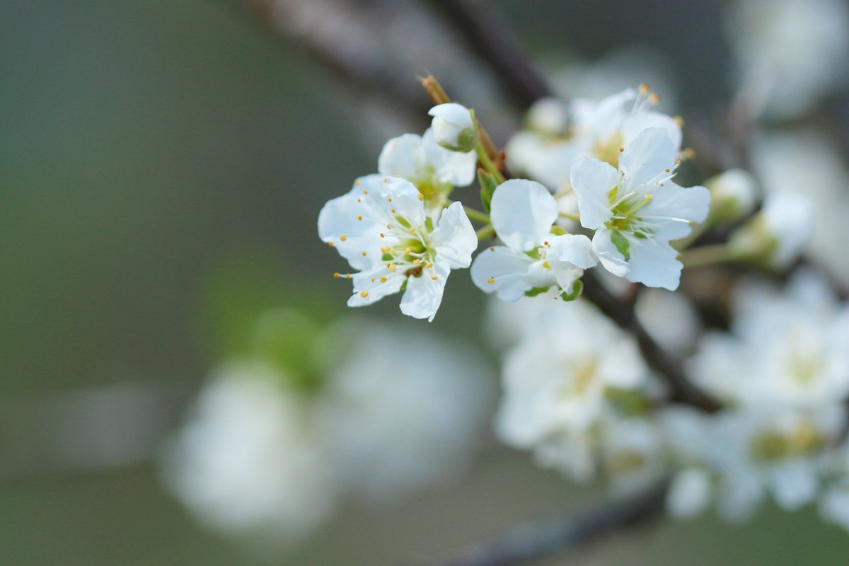 スモモの花