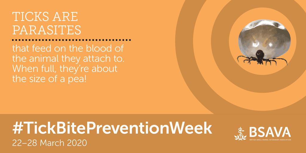 As it's #TickBitePreventionWeek we’re raising awareness around the importance of keeping an eye on your pets for ticks. We've put together a Q&A to explain what ticks are, how to spot them and safely remove them and how to prevent associated diseases. ow.ly/5WT150yU3f5