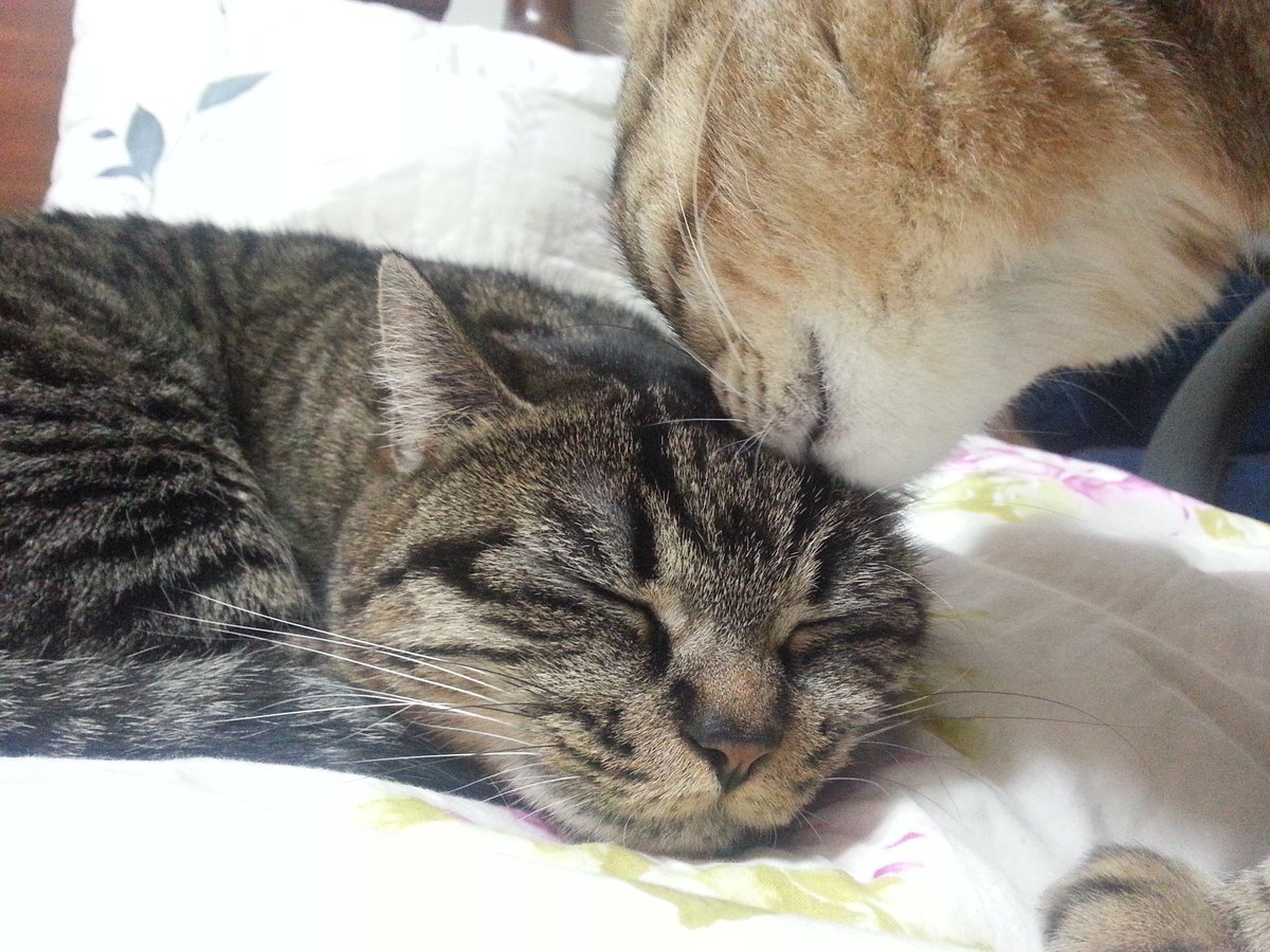 안녕하세요. 혹시 고양이를 좋아하시나요? 복붙해서 트윗해주시면 다른 보호자도 고양이 사진을 많이 올릴 거예요. 
#nthroom
#nthroom_stop