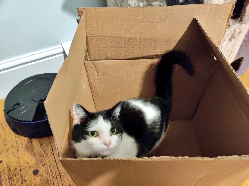 HenriettaLB's tweet image. #PocoUpdate: she&apos;s in a box