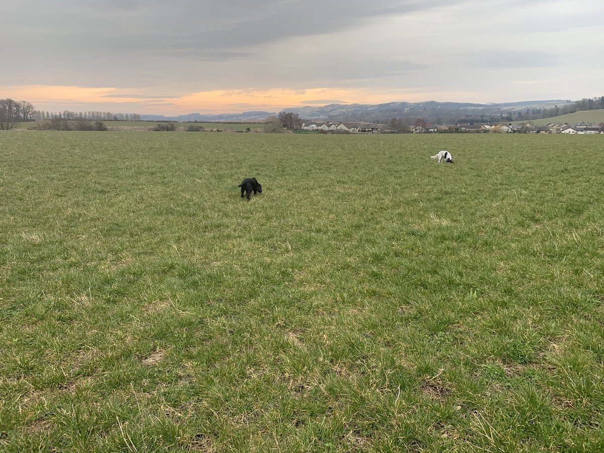 bluebunkle's tweet photo. Im feeling very lucky that we can #GetOutside easily, and the dogs have even learnt to socially distance! #EdieAndStan #Sunrise #EmptyFields https://t.co/yhSMYKtdib
