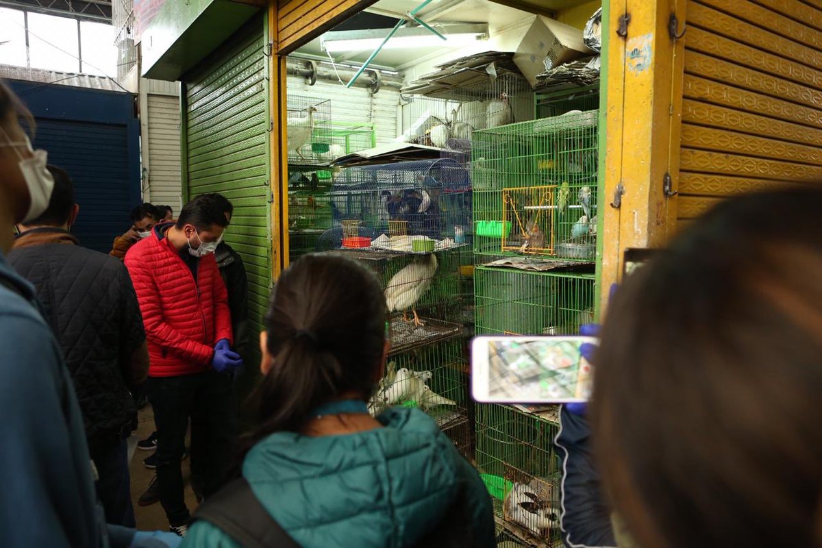 LuisErnestoGL's tweet photo. Esta madrugada realizamos operativos en la Plaza del Restrepo donde encontramos animales encerrados en pésimas condiciones

Los animales serán trasladados a lugares que garanticen su bienestar en la cuarentena. En la tarde @AnimalesBOG informará si algunos serán dados en adopción https://t.co/NGUn7nMlXd