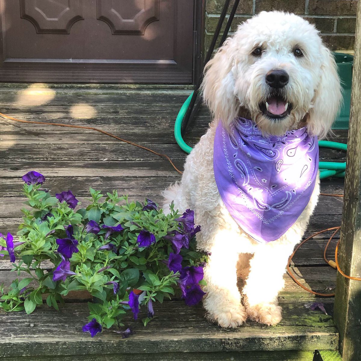 raqattackkk's tweet photo. A day late to #NationalPuppyDay but Ellie girl is wearing her favorite color purple to #ENDALZ 💜 https://t.co/wSgAviIamv