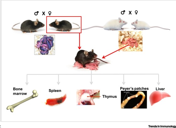 …ogycongress.immunologyconferences.org Maternal Leukocytes and Infant Immune Programming during Breastfeeding  #skinallergy #drugallergy #ENTallergy #Foodallergy #ocularallergy #neuroimmunology #immunotoxicology #pediatricimmunology