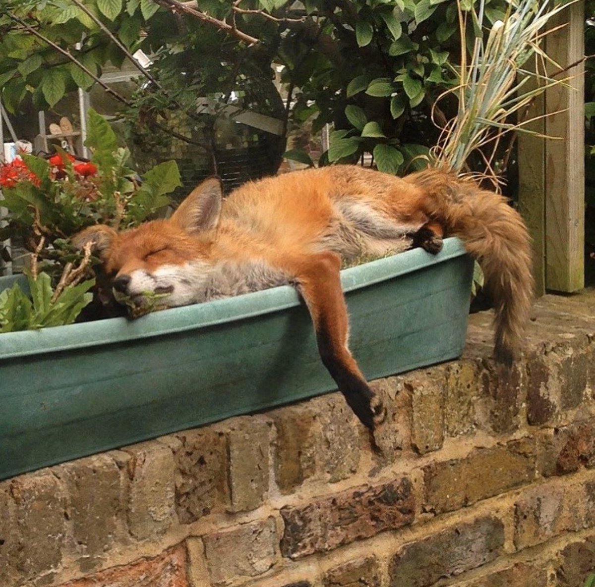 What’s out YOUR window?☺During this difficult time we can still enjoy nature, from the safety of our homes! We want to see photos & videos of what you're seeing every day. It might not be quite as cute as this sleeping fox...But please send it our way! 🙌

#WildlifeFromMyWindow