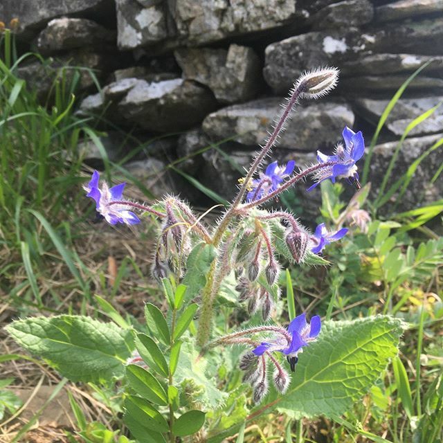 Liguriainside's tweet photo. Quando guardi una pianta spontanea e vedi frittelle: Borago officinalis, detta comunemente borragine.
#erbespontanee #borragine #liguria https://t.co/JOc47fdHKd https://t.co/PmHfwPXpd0