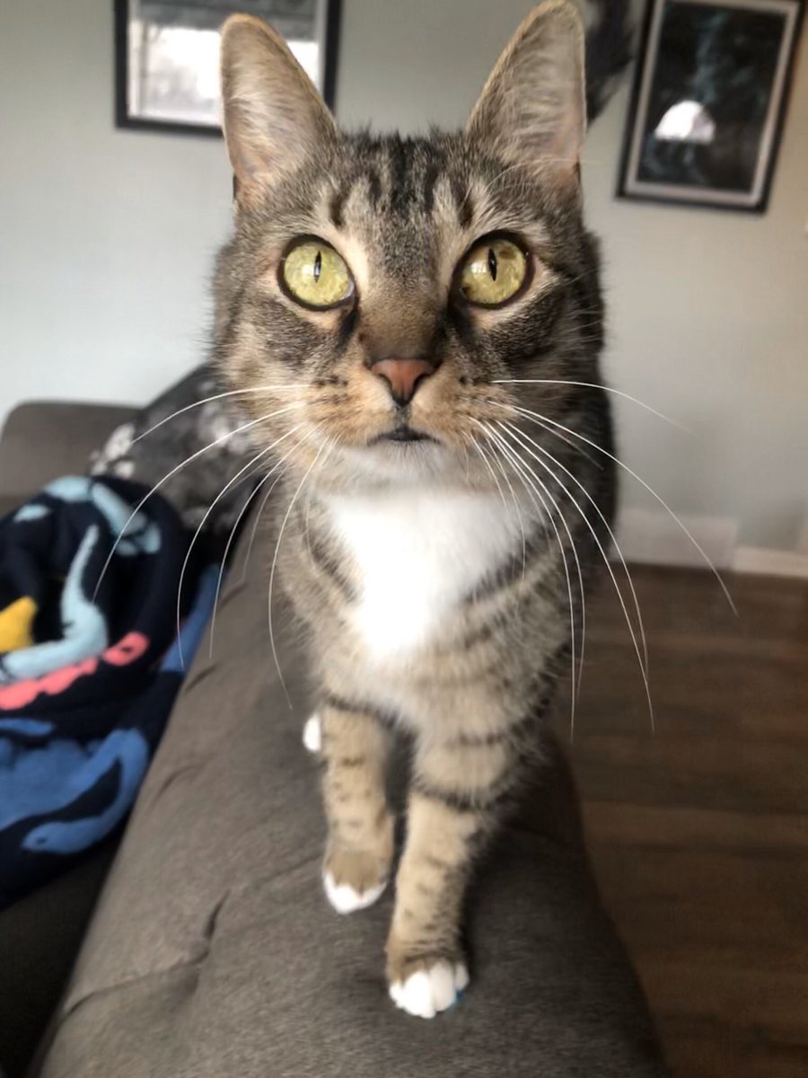 wowhorse's tweet photo. I decided to foster a cat for @Paws4tC during this time while things are so uncertain for pets as well as humans. Meet the most affectionate little cat you’ve ever seen. https://t.co/RdEfAicArg