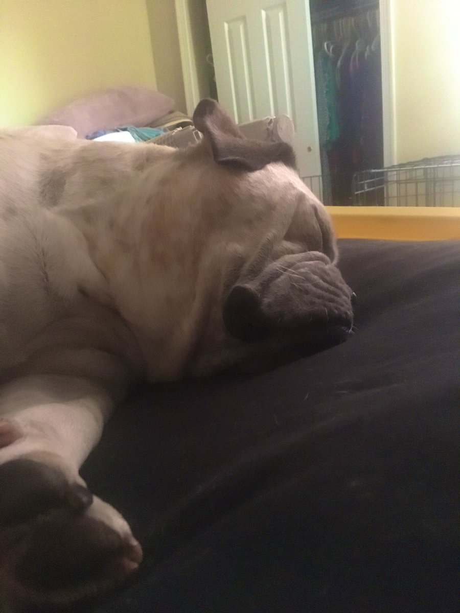 RoscoeLonestar's tweet photo. #selfisolating like a boss 😴😴#GoodMorning #HappyTuesday #StayAtHomeOrder #COVIDー19 #LockdownNow #lockdown #COVID2019 #SocialDistancing #SleepMeister #Naptime #SocialDistance #SocialMedia #StayHome #StayAtHomeSaveLives #StayAtHome #dogs #CatsOfTwitter #Caturday #roscoelonestar https://t.co/jHZsDVF7hn