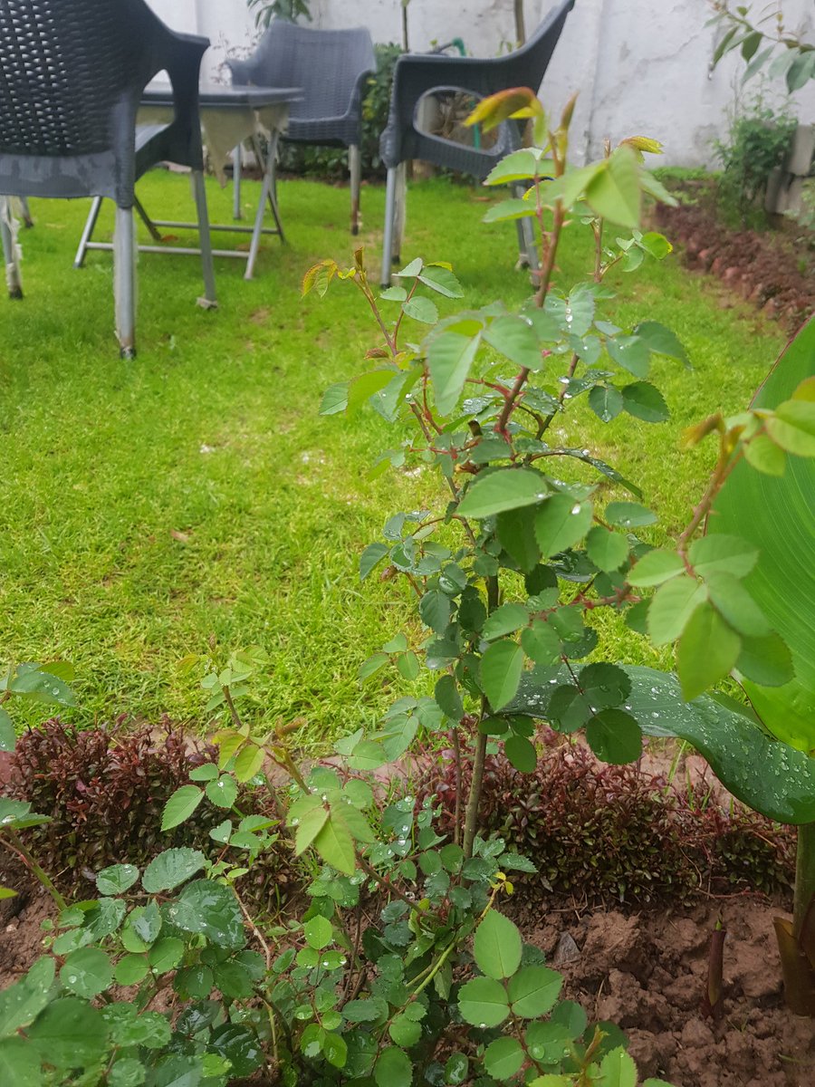 SamanMughal3's tweet photo. Credit goes to #saman🤣
I don't want to write any thing  because  I don't  know what to write😂
#NatureisNature🌴🌿 https://t.co/qcwlCOM50I