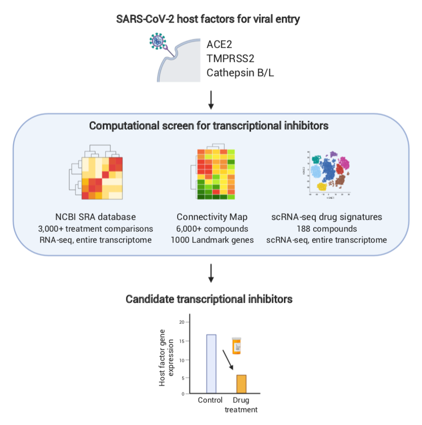 xinchen_w's tweet photo. Our preprint on drug repurposing for transcriptional inhibitors in SARS-CoV-2: https://t.co/t31KBhvMon. We screened through the NCBI SRA &amp; other databases to find approved compounds that transcriptionally inhibit SARS-CoV-2 host factors 1/ https://t.co/uMRzIrN3c5