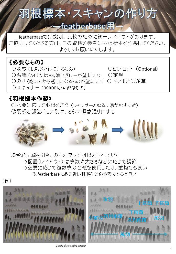 トビの翼標本 featherbase Japan on X
