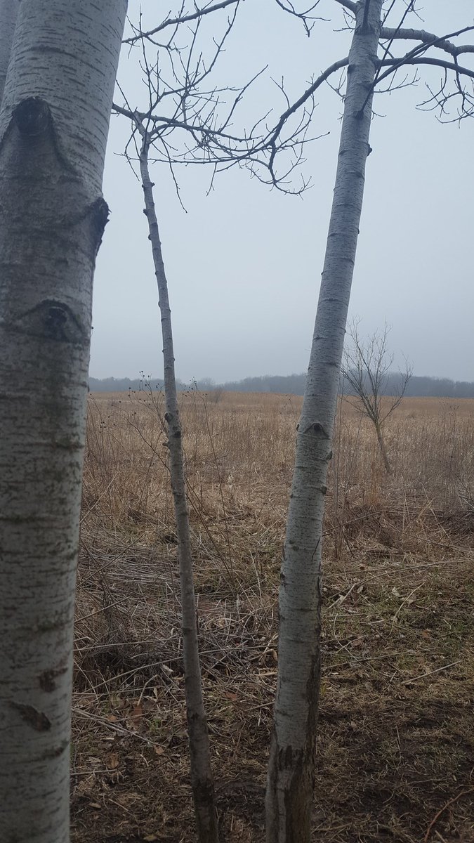 celestialthread's tweet photo. "You are a child of the universe, no less than the trees and the stars. In the noisy confusion of life, keep peace in your soul." - Max Ehrmann #WritingCommunity
#TuesdayThoughts
#QuarantineAndChill 
#amediting https://t.co/qrKuJvcktl