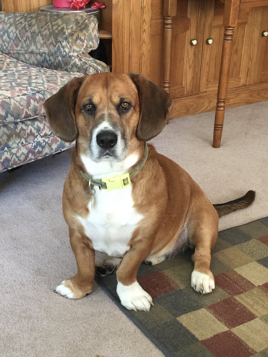 ⁦<a href="/25Lafayette/">Lafayette Estates School #25</a>⁩ - This is Gus! He is 6 yrs old and is a Basset Hound mix. We adopted him when he was 3 months old. Gus is named after Gus, the mouse, in Disney’s Cinderella. He loves to chase squirrels and rabbits from our yard!~~ Ms Sullivan