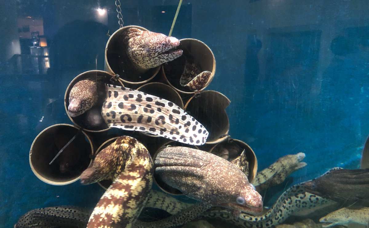 芳埜 桂浜水族館続き 1枚目の魚 アカメ は浦戸湾など一部にしか群生しない希少種だそうですが 乱獲と湾内の水質汚染で一時期は 絶滅危惧種に その後 保護と水質改善活動の成果が出て個体数がだいぶ戻ったんだそうですよー T Co Gq4du7b2nn