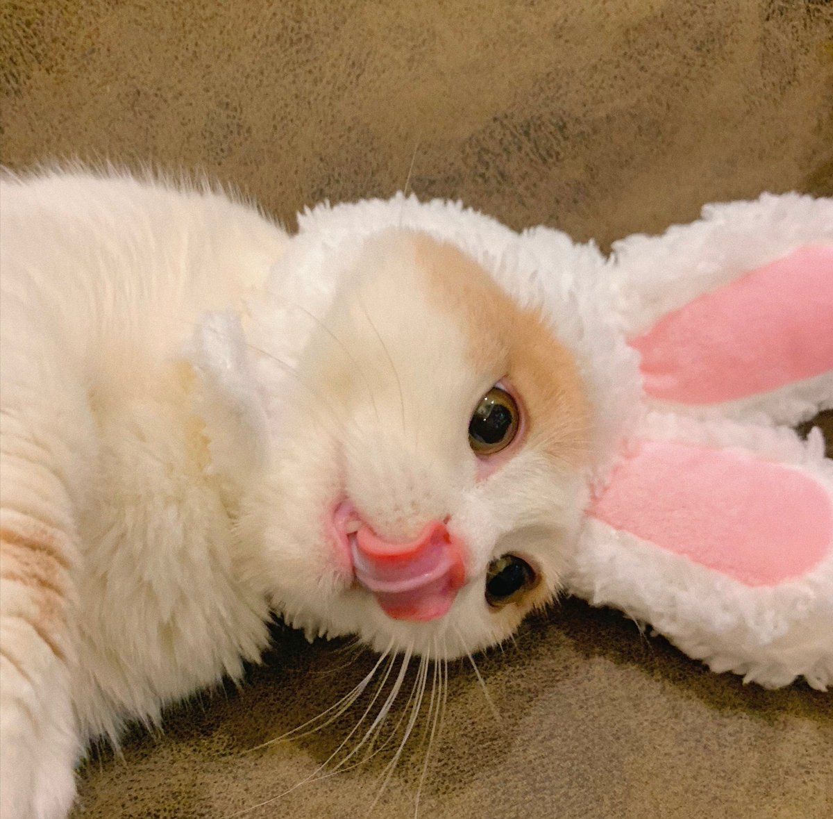 SUPERNIGHTOL's tweet photo. Any crush on my meow April?
🐱🐱🐱: ohh...idiots！human~~٩(͡๏̯͡๏)۶ https://t.co/vNWzEMioKQ