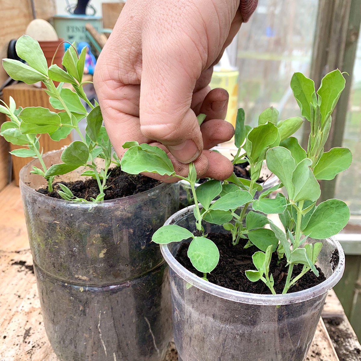 GYOmag's tweet photo. Looking back at my posts, I’ve realised I say “this is my favourite” quite a lot BUT.... sweet peas definitely are my favourite flowers to grow! Their unbelievable scent stops me in my tracks every time I brush past them; they’re a must grow for us each year on our plot (1/8) https://t.co/IBid4bmnlB