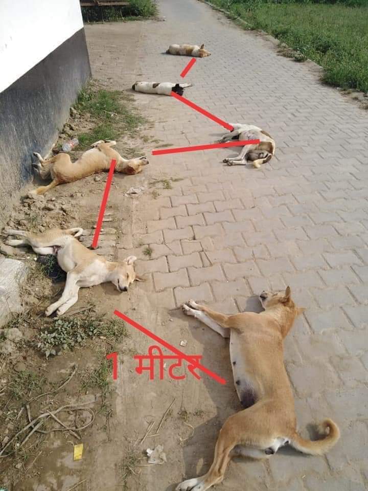 CoconutFm's tweet photo. It seems animals are much smarter than humans 🤪  #COVID19 #COVIDIOTS https://t.co/IhqslMk8x9