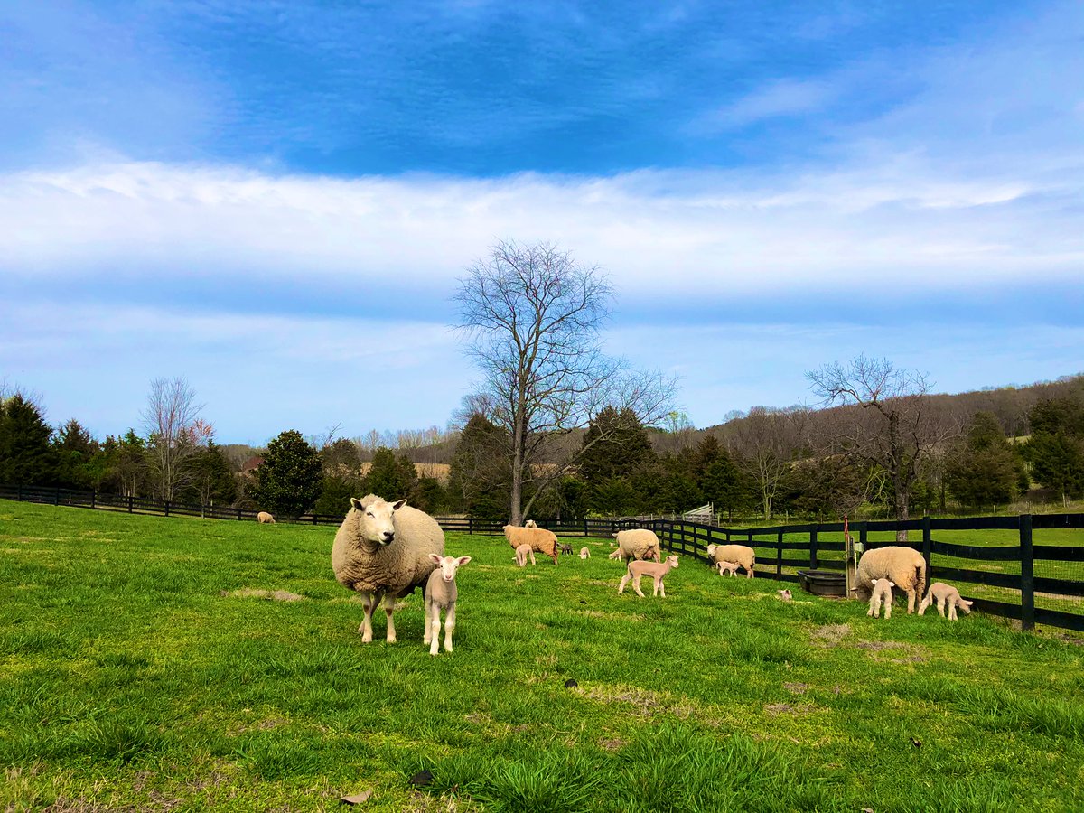 Times may be uncertain but at least there are still sheep.