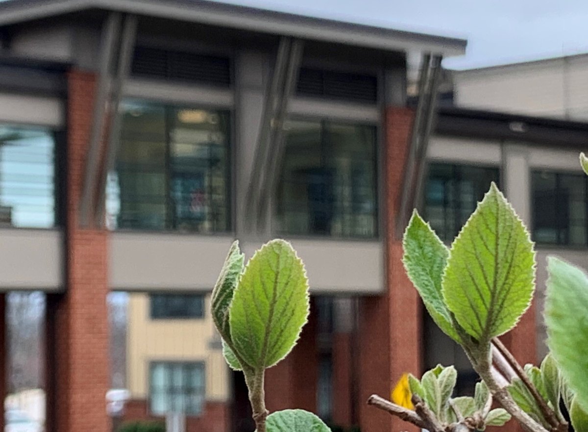 FriendshipStl's tweet photo. It's not ideal if you're stuck inside, but take a moment to see some of the pretty things happening around our beautiful campus right now. Spring is springing, tiny buds are budding and the greenery is getting greener every day! #WeAreFriendshipVillage #FriendshipVillageFamily https://t.co/7VegrGLLyH
