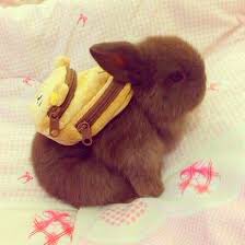 Jungkook as a ᵀᶦⁿʸ bunny — a devastating thread