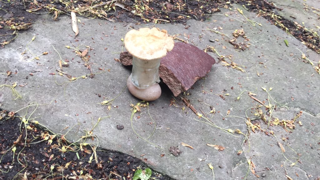 TomCampbellJr's tweet image. #wonderchallenge #BASFBuildABug