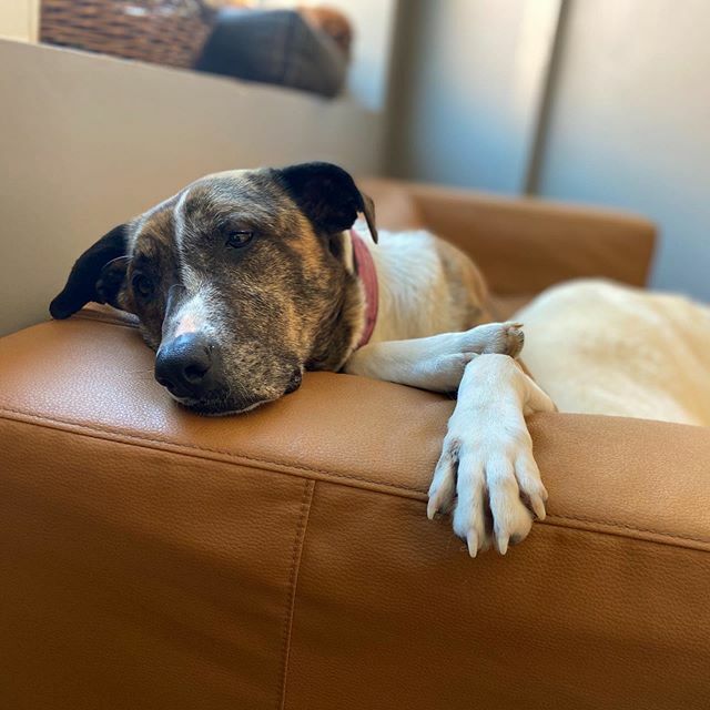 Missing our furrrriends. 🧡😭 ift.tt/33Gt0U5