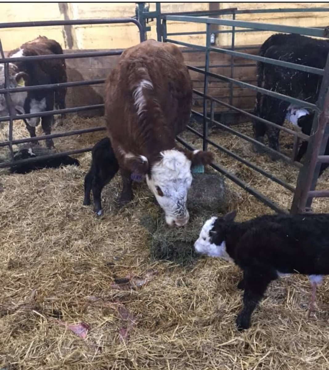 TripleJRanch2's tweet photo. After acquiring JRK Kroening’s Black Hereford herd we are excited to announce that we have , we believe the first and only 99% Black Hereford calves on the ground. Keep watching for more great things to come. (99% heifer twins) #americanblackhereford #blackhereford https://t.co/UXN4XmfCLV