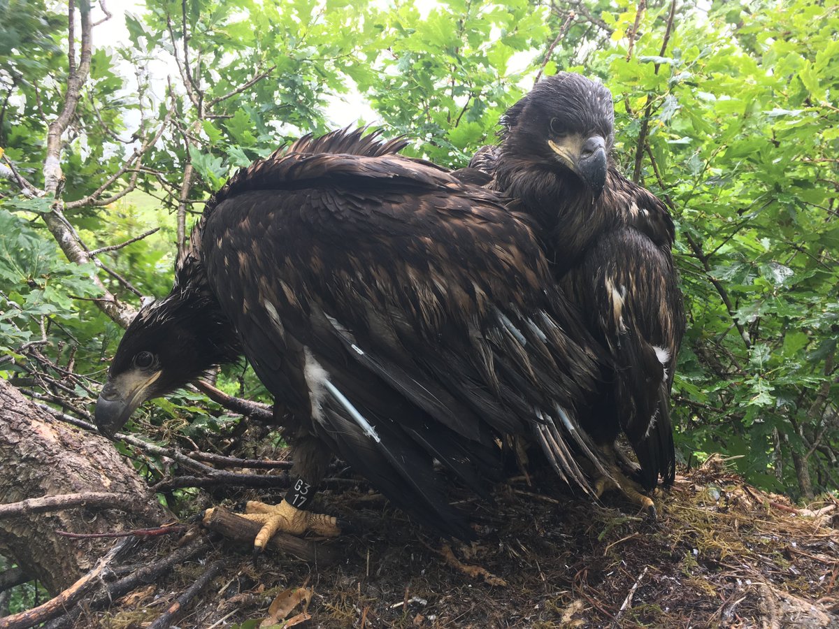 🦅Fabulous article in <a href="/WildlifeMag/">BBC Wildlife</a> April edition on the #IsleofWight sea eagle project by <a href="/ForestryEngland/">Forestry England</a> &amp; <a href="/RoyDennisWF/">Roy Dennis Foundation</a> by @benhoare5 Hope for the future in dark times. Our 2 #Mull birds now spreading their wings on the mainland &amp; both thriving as are 2 others still on IoW👍😃