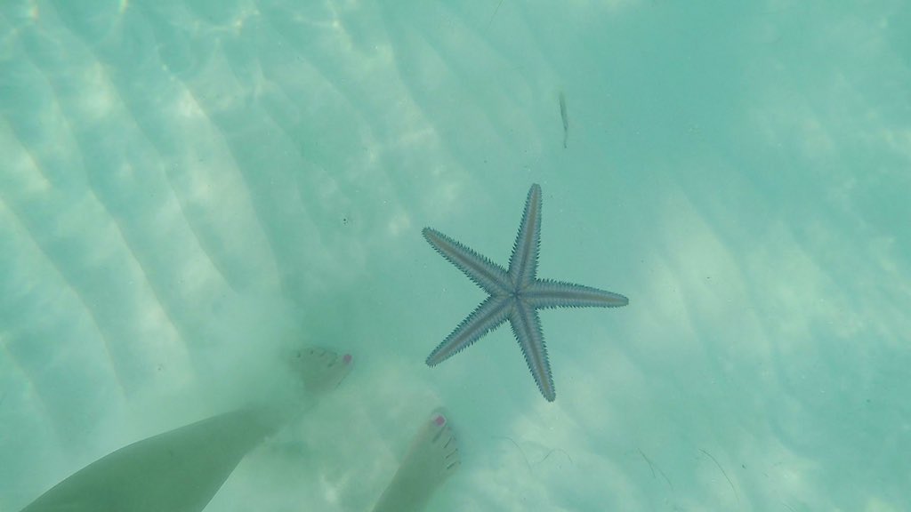 Can’t wait for this to be all over and to be swimming among #starfish in warm #saltywater 🏝

#beach #beaches #ocean #sea #tbt #vacation #tropical #jamaica #negril