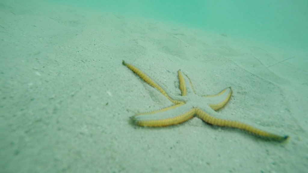 _julie93's tweet photo. Can’t wait for this to be all over and to be swimming among #starfish in warm #saltywater 🏝

#beach #beaches #ocean #sea #tbt #vacation #tropical #jamaica #negril https://t.co/zR97NNzYT5