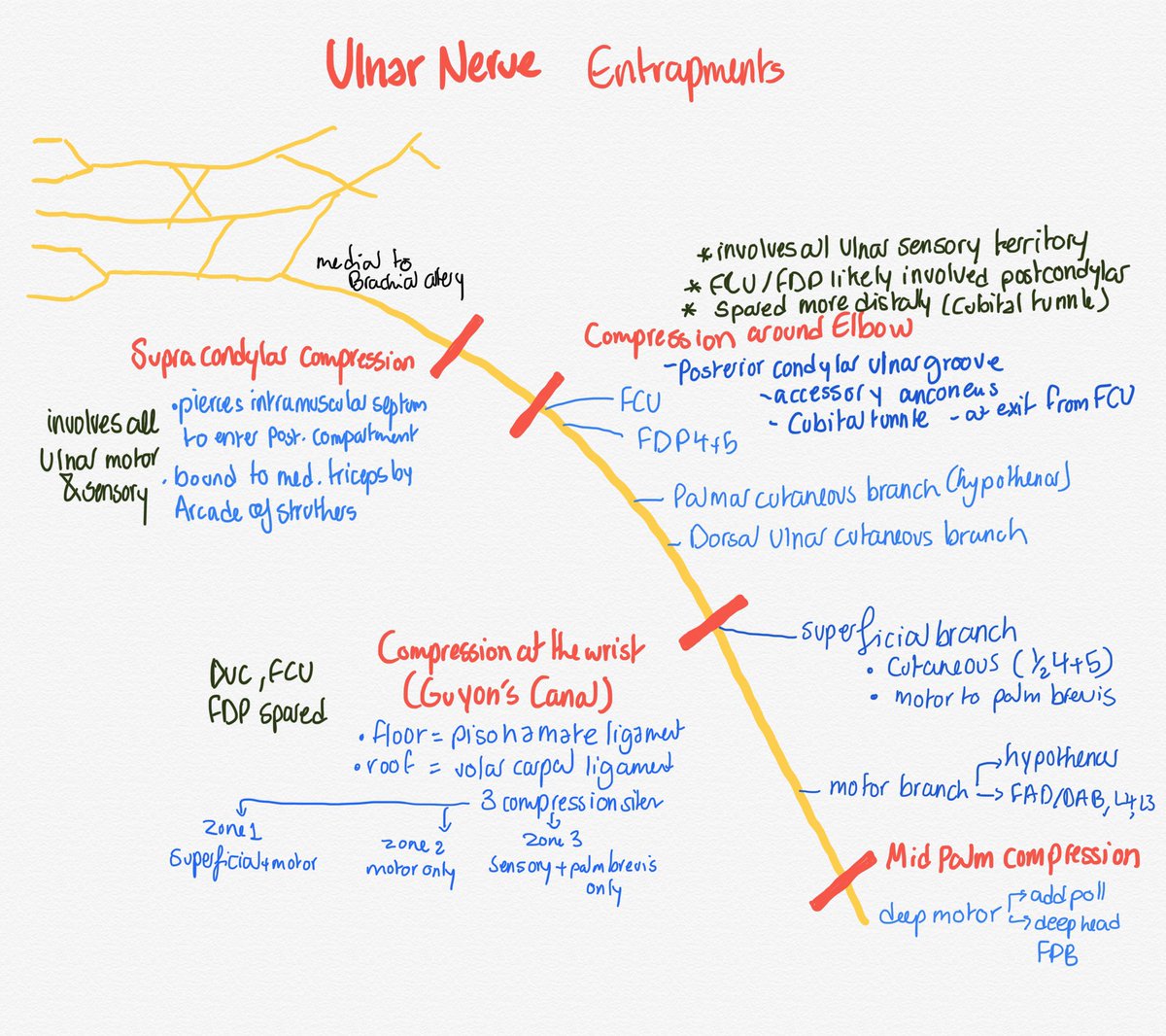 PMRnotes's tweet photo. Nerve entrapments: upper limb https://t.co/hIB50MsAh9