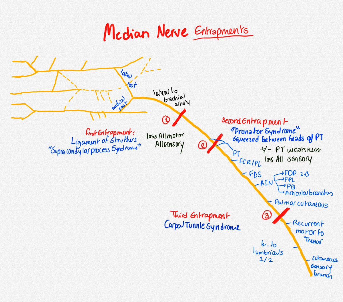 PMRnotes's tweet photo. Nerve entrapments: upper limb https://t.co/hIB50MsAh9