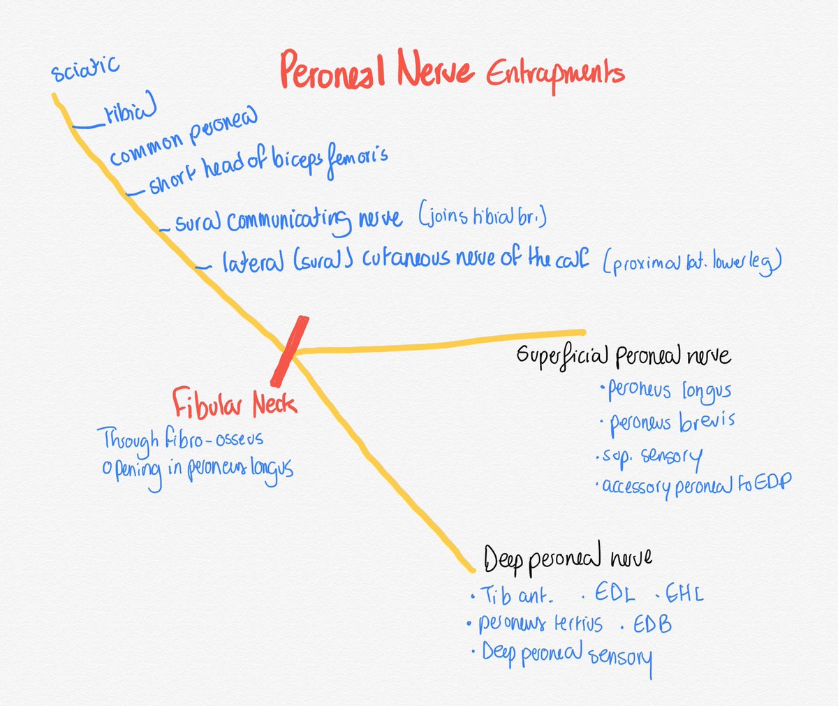 Peroneal nerve entrapment... #pmr #emg #nerve #anatomy
