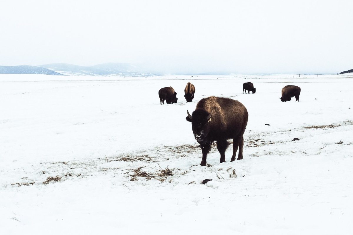 VisitCOS's tweet photo. Zen Post #3: Daily dose of Colorado zen (and cuteness) 🐃❄️#ColoradoSprings #RockyMountainZen #DailyDoseOfZen https://t.co/o9s65IHAW2