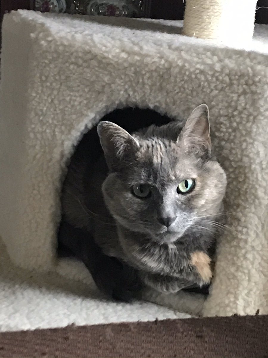 My current “co-worker”, Hermione Rose! She reminds me to get up and move often! #111howtweetitis