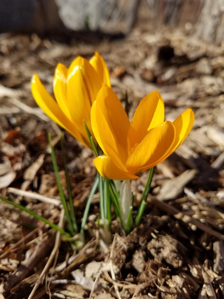 B_flyPavilion's tweet photo. The snow is melting and blooms are emerging in our outdoor gardens! Yellow crocus are some of our earliest garden bloomers. They’re originally from Western Asia. #butterflypavilion #keepcalmandflutteron #ClosedButStillCaring https://t.co/J3kEgrRZpF