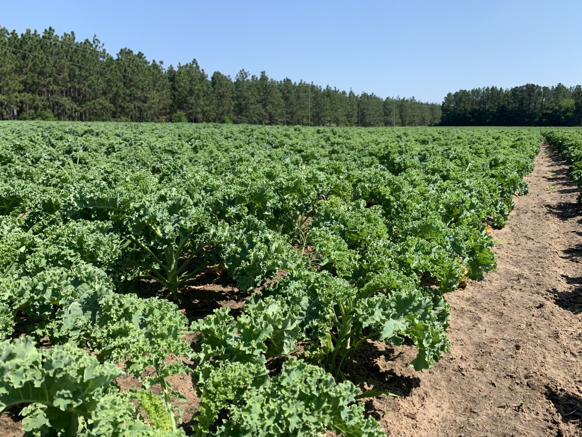 We’re grateful for the agriculture in our state. Make sure you take a moment to thank a local farmers for helping to put delicious #CertifiedSC food you eat on your table. #AgDay20