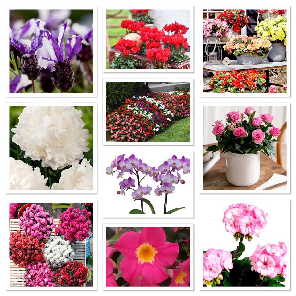 #FlowerTrials 2020 is cancelled, but we will definitely keep informing you of all the highlights the FlowerTrials participants have to offer. Keep an eye on our page for all the scoops.