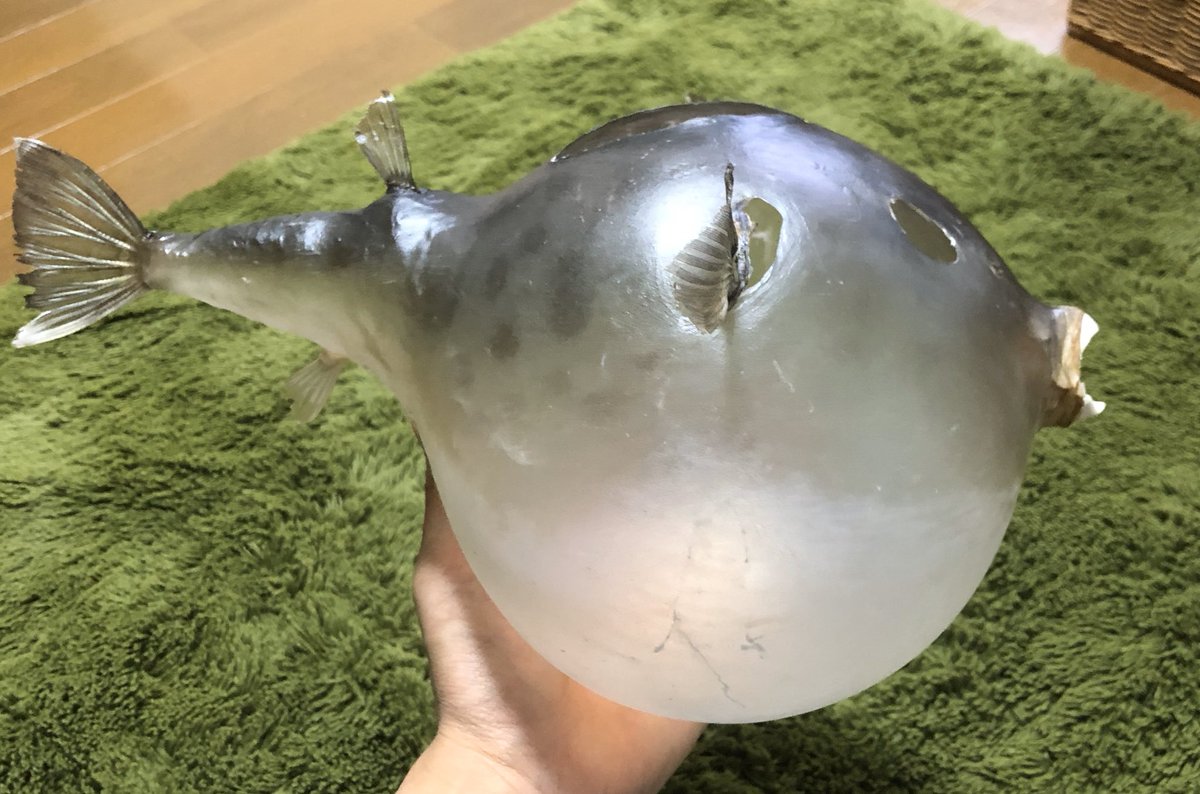 東海大学海洋学部 海洋研究会 Kaiyokenkyukai Twitter