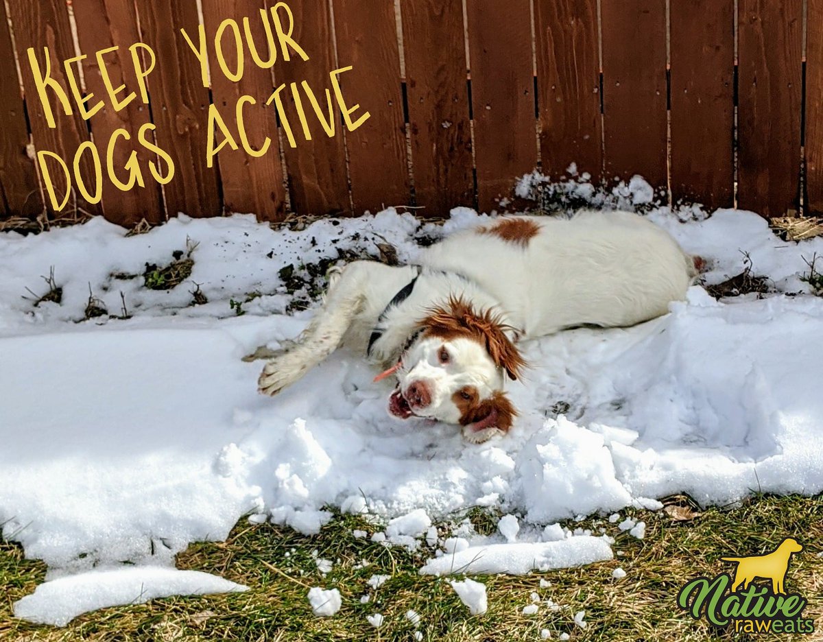 native_raw's tweet image. Let's make sure to keep our dogs active during these times. 
nativeraweats.com 
#WEDELIVER