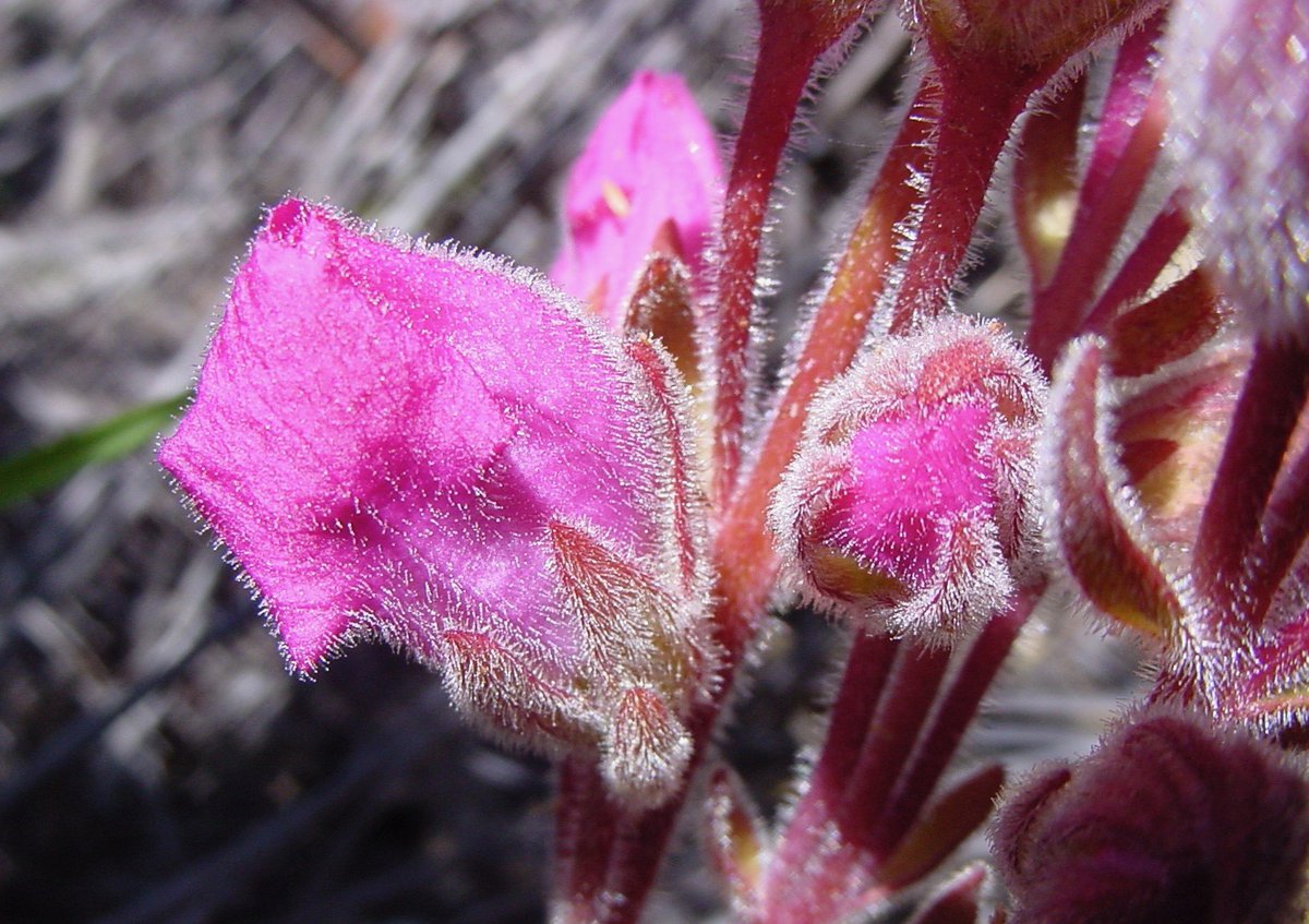fernkloofza's tweet photo. #Harveya #tubulosa, parasitic perennial, named after William Henry #Harvey (1811-1866), #Irish born #botanist and #algologist (study of #Algae), pioneer of South African #systematic #botany, keeper of the #Herbarium at #Trinity #College, #Dublin. https://t.co/uD98Iw0cO8