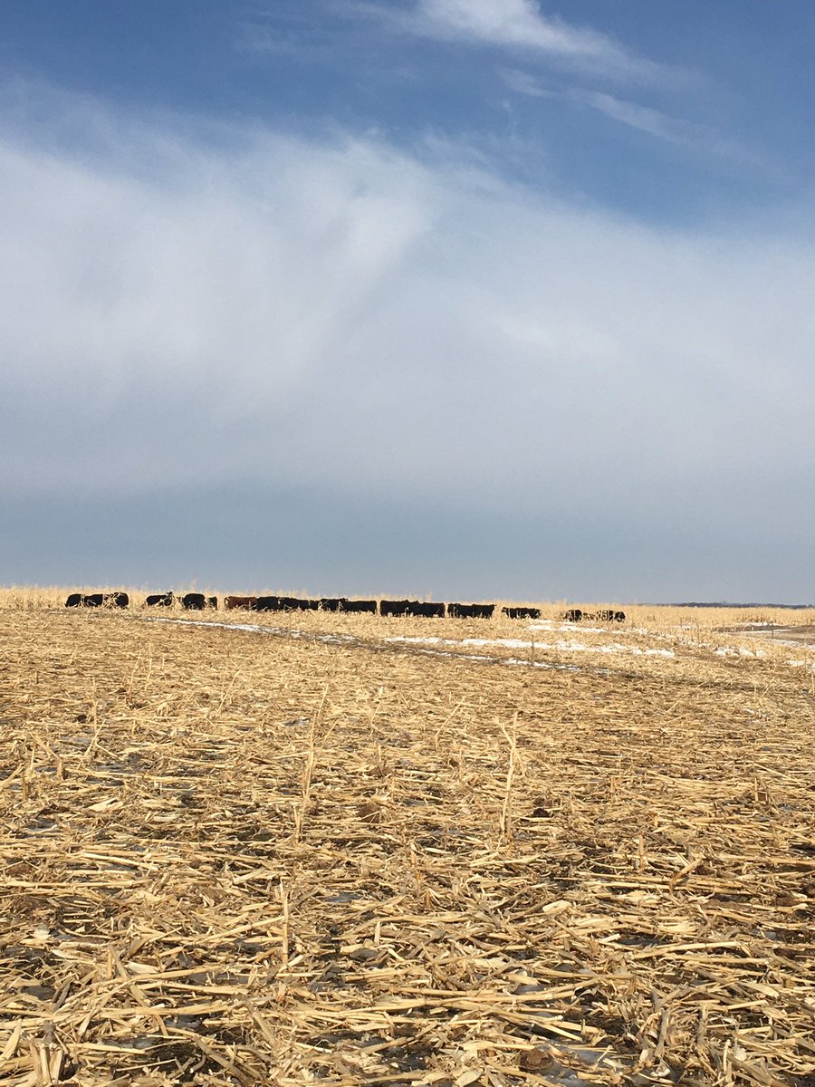 #harvest2019 continues. About 10 acres of corn left. All the custom grazing cows have gone home, Just my purebred cows left. Have them on a small paddock to minimize field pugging. #MCLL