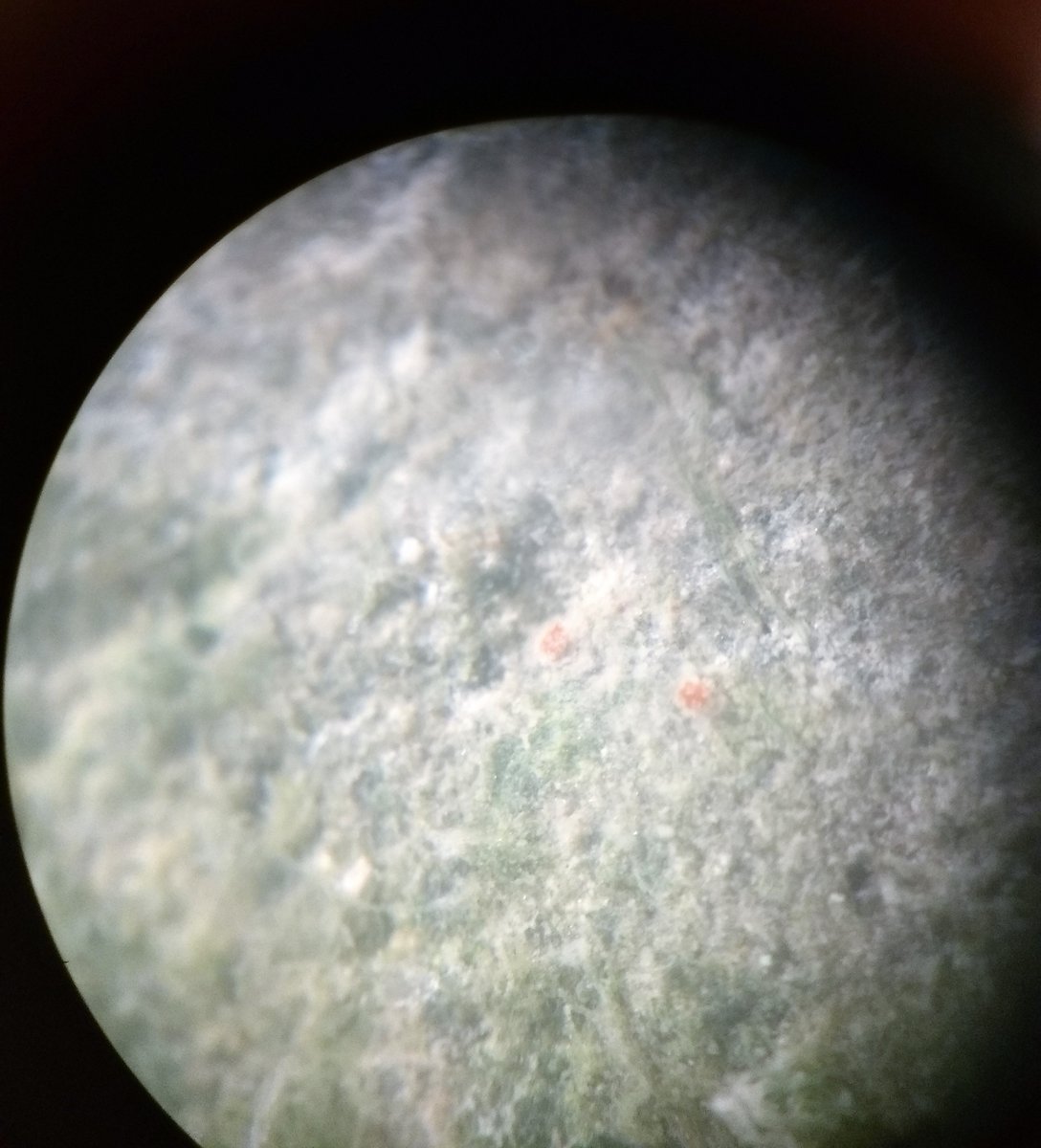 UABBiology's tweet photo. When your juvenile sea star accidentally looks like the moon by @CurtisMichelleD #PhotoPhriday #PhotoContest #Artistic https://t.co/sjQneOtZNN
