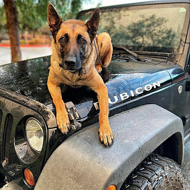 @jeepindogs tweet media