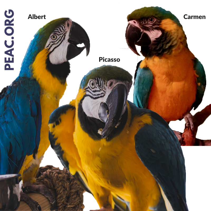 If you haven't ever had a #Macaw in your flock, their size and noise level may really freak you out. They can be intimidating to some, and we totally get it, they are not for everyone. 

But, the truth is, Macaws are just as loving as smaller #parrots. 
#blueandgoldmacaw #adopt