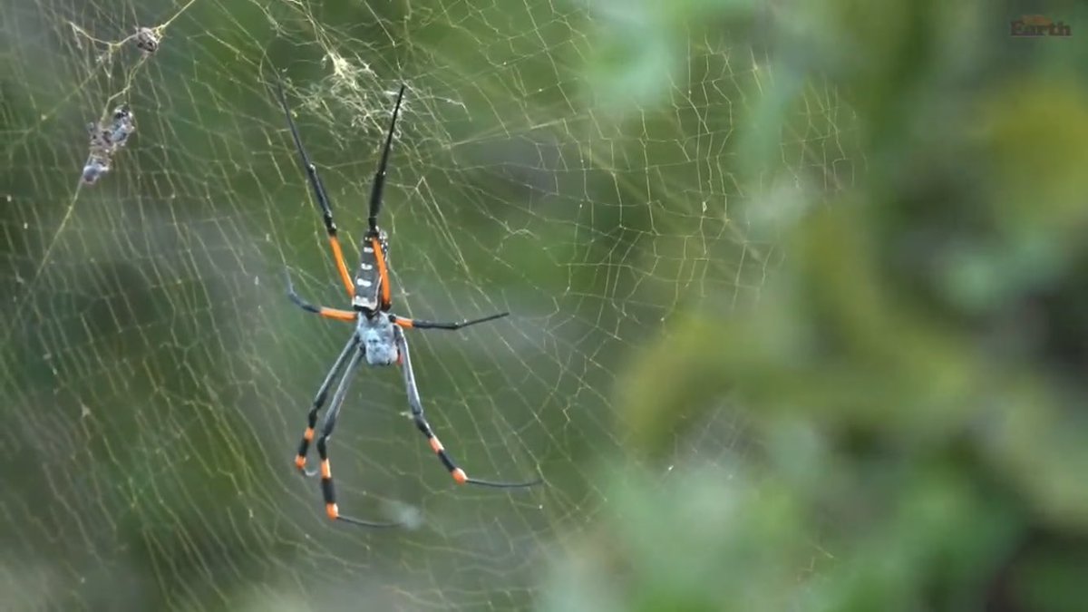 CraigyNdot's tweet photo. My name’s Sarah. I’m looking for a NWA relationship (no web attached). Prefer courageous males, but who knows? Surprise me, if you dare. #wildearth #spinder https://t.co/aKKvvUYgoY