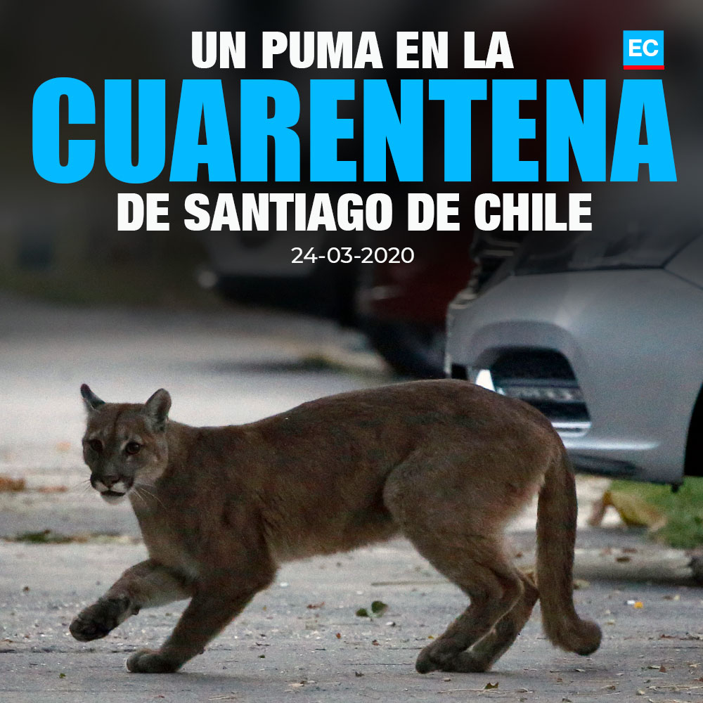 vestido Feudal sarcoma El Comercio op Twitter: "#Covid19 | Un puma silvestre deambula por una  Santiago de Chile en #cuarentena por el coronavirus »  https://t.co/PEHaqlRkbC https://t.co/EHADjt4fVY" / Twitter