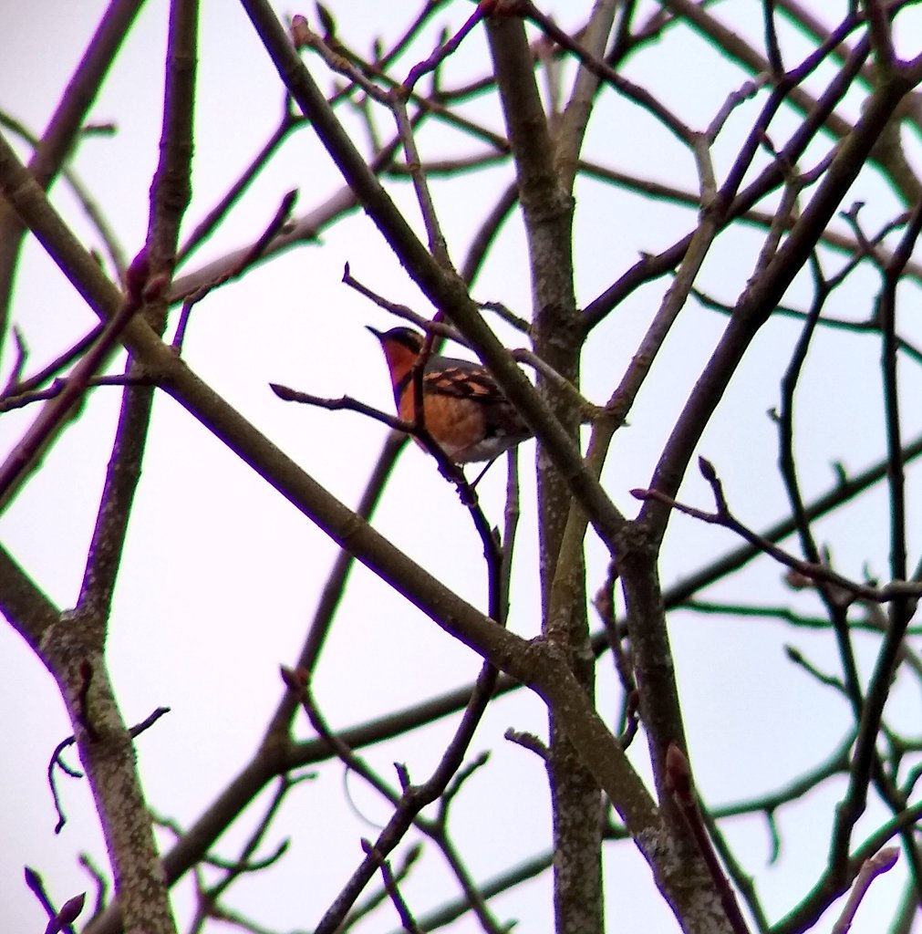 MichaelEaton01's tweet photo. Morning Checklist - 24 Mar 2020 - Green Lake - 30 species (+2 other taxa), 40° Cloudy. Highlight: Varied Thrush, White-crowned Sparrow FOY and a pair of Ring-necked Ducks. #checklistadaychallenge @SIBirdClub @SeattleAudubon https://t.co/qqLW8bImY3 https://t.co/YN4b3mmbdC