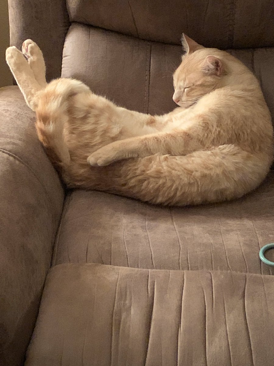 collierkinder's tweet photo. It is furry friends day!  We have three furry family members at our house...O.B., Sky, and of course, Penny.  @APE_Sailors   #alwaysamusing https://t.co/XfF6HnZBBj