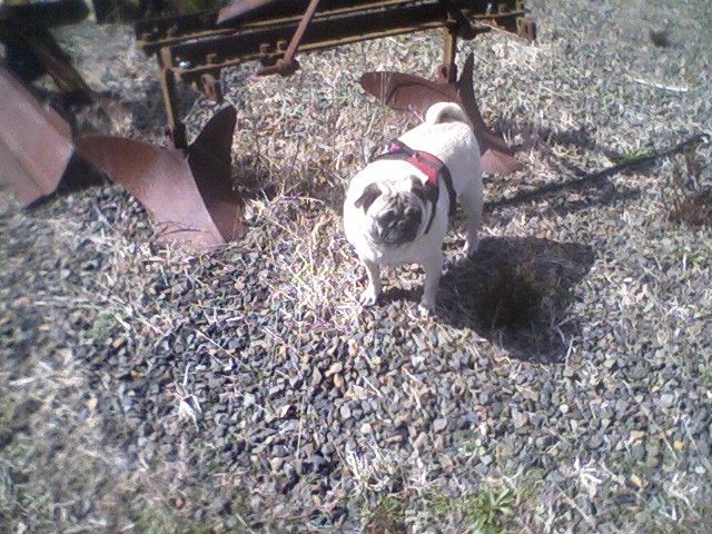 Taking a break with Buoy in the "North 40"... He just got out of stream and waiting for Collin.  Collin needs to check out farm equipment~a dog of business!! Remember to take a break!!